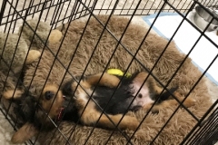 Photo-Oct-12_pup